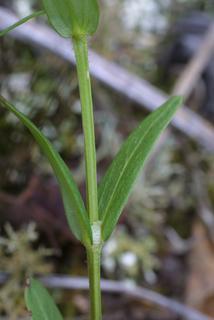 Hedyotis nigricans, stem - showing leaf bases
