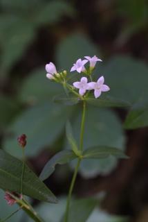 Houstonia purpurea, inflorescence - whole - unspecified