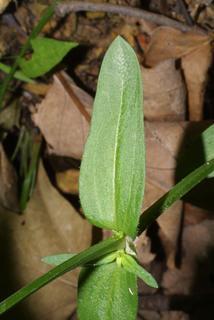 Houstonia purpurea, leaf - on upper stem