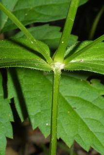 Houstonia purpurea, stem - showing leaf bases