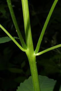 Impatiens pallida, stem - showing leaf bases
