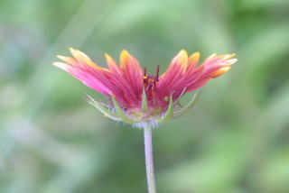 Gaillardia pulchella, inflorescence - whole - unspecified