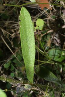 Gaillardia pulchella, leaf - on upper stem