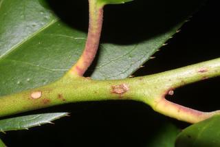 Leucothoe fontanesiana, twig - orientation of petioles