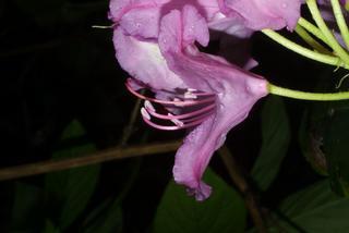 Rhododendron catawbiense, inflorescence - lateral view of flower