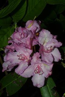 Rhododendron catawbiense, inflorescence - whole - unspecified
