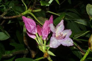 Rhododendron catawbiense, inflorescence - whole - unspecified