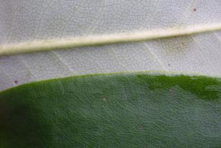 Rhododendron catawbiense, leaf - margin of upper + lower surface