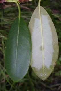 Rhododendron catawbiense, leaf - whole upper surface