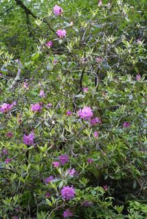 Rhododendron catawbiense, whole tree or vine - general