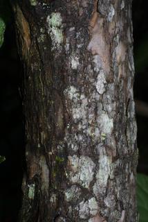 Rhododendron catawbiense, bark - of a medium tree or large branch