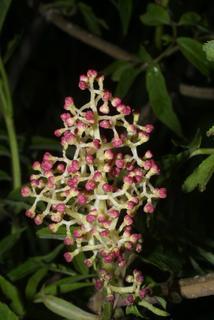 Sambucus racemosa, inflorescence - whole - unspecified