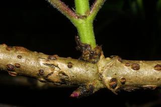 Sambucus racemosa, twig - orientation of petioles