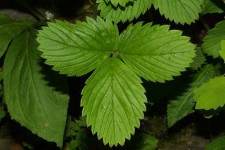 Fragaria virginiana, leaf - basal or on lower stem