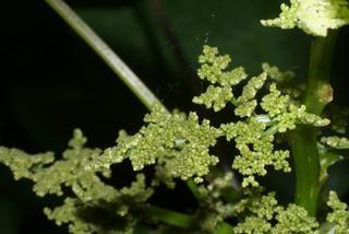 Laportea canadensis, inflorescence - frontal view of flower
