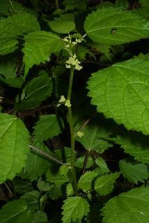 Laportea canadensis, inflorescence - whole - unspecified