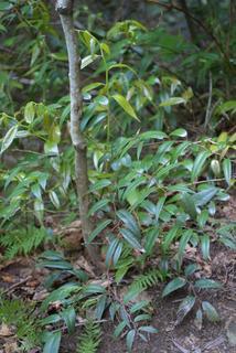 Leucothoe fontanesiana, whole tree or vine - general
