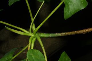 Magnolia fraseri, twig - orientation of petioles
