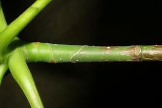 Magnolia fraseri, twig - orientation of petioles