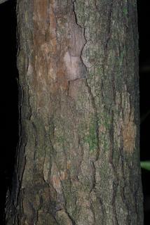 Rhododendron maximum, bark - of a medium tree or large branch