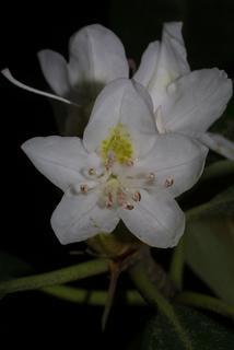 Rhododendron maximum, inflorescence - frontal view of flower
