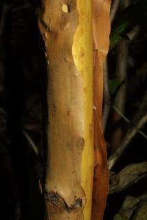 Rubus odoratus, bark - of a small tree or small branch