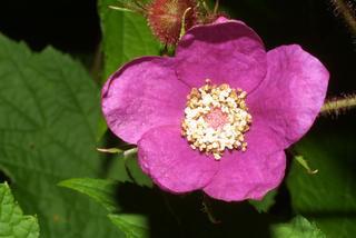 Rubus odoratus, inflorescence - frontal view of flower