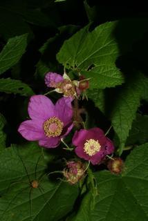 Rubus odoratus, inflorescence - whole - unspecified