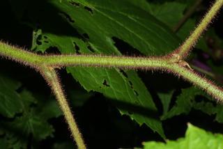 Rubus odoratus, twig - orientation of petioles