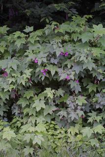 Rubus odoratus, whole tree or vine - general