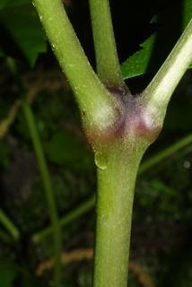 Cimicifuga racemosa, stem - showing leaf bases