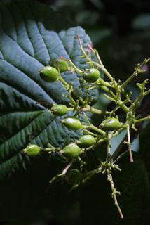 Viburnum lantanoides, fruit - as borne on the plant