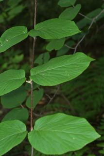 Viburnum lantanoides, leaf - showing orientation on twig
