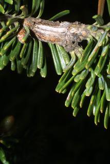 Abies fraseri, leaf - entire needle