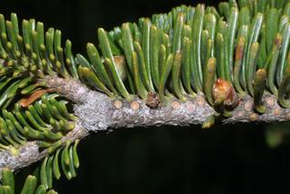 Abies fraseri, twig - showing attachment of needles
