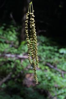Betula alleghaniensis, inflorescence - whole - male