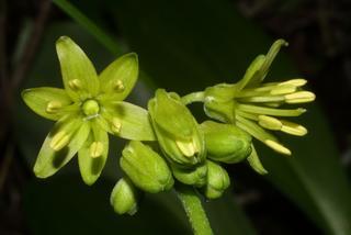 Clintonia borealis, inflorescence - frontal view of flower