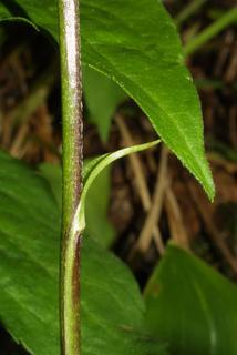 Clintonia borealis, stem - showing leaf bases