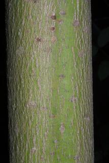 Cornus alternifolia, bark - of a small tree or small branch