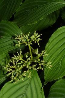 Cornus alternifolia, fruit - immature