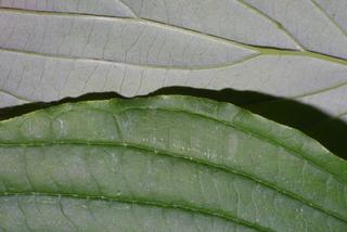 Cornus alternifolia, leaf - margin of upper + lower surface