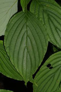 Cornus alternifolia, leaf - whole upper surface