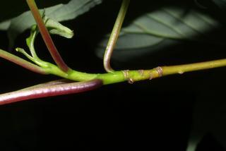 Cornus alternifolia, twig - orientation of petioles