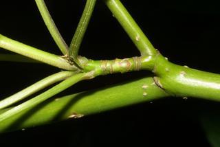 Cornus alternifolia, twig - orientation of petioles