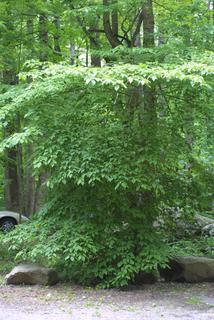 Cornus alternifolia, whole tree or vine - general