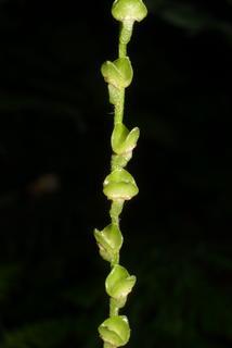 Mitella diphylla, fruit - lateral or general close-up