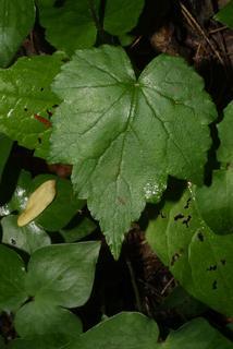 Mitella diphylla, leaf - basal or on lower stem