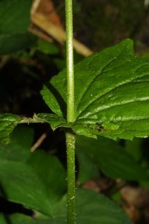 Mitella diphylla, stem - showing leaf bases