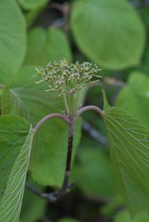 Viburnum lantanoides, inflorescence - whole - unspecified