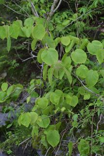 Viburnum lantanoides, whole tree or vine - general